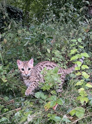 Urakami chat bengal brown de la chatterie pardus dei
