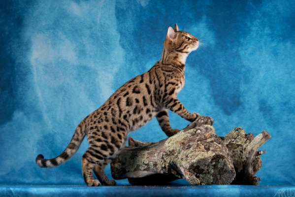 under the sun chaton bengal brown lors d'un shooting photo en paca