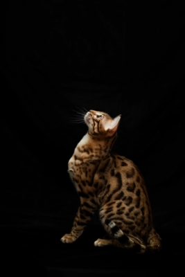 urakami chat bengal brown de l'élevage pardus dei très fière