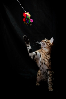 urakami chat bengal de la chatterie pardus dei qui jour lors d'un shooting