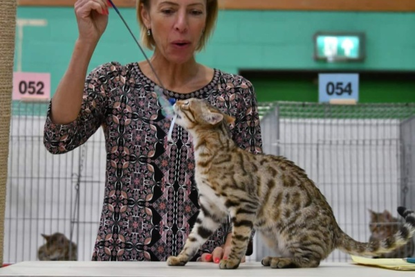 Ulla up chaton bengal brown de la chatterie pardus dei