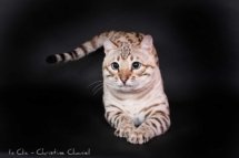 Tempête du Désert chat Bengal Mink de l'élevage Pardus Dei