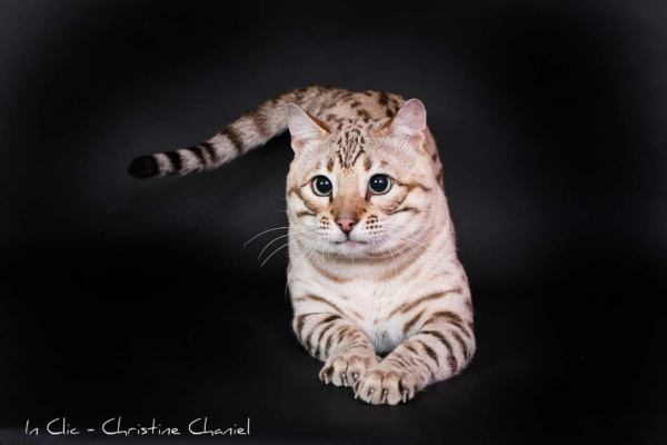 Tempête du Désert chat Bengal Mink de l'élevage Pardus Dei