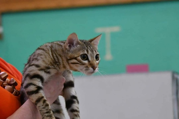 Ulla up chat bengal brown de l'élevage pardus dei