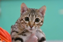 portrait de ulla up chat bengal brown de la chatterie pardus dei