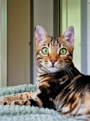 chat bengal brown marble de la chatterie pardus dei en rhone alpes