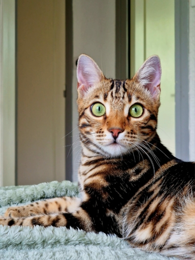 chat bengal brown marble de la chatterie pardus dei en rhone alpes chat bengal brown marble de la chatterie pardus dei en rhone alpes