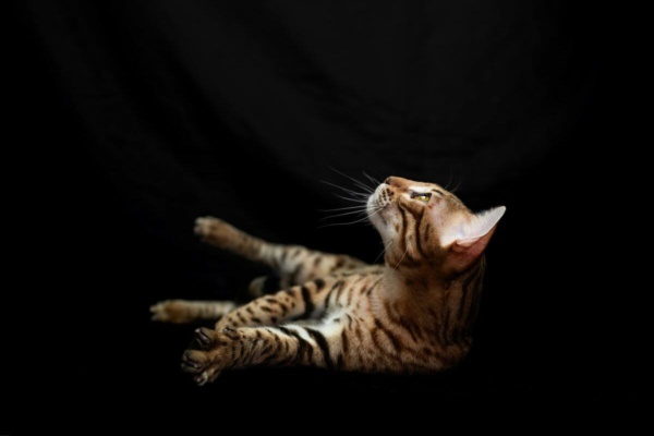 Urakami chat bengal brown de la chatterie pardus dei lors d'un shooting photo sur fond noir