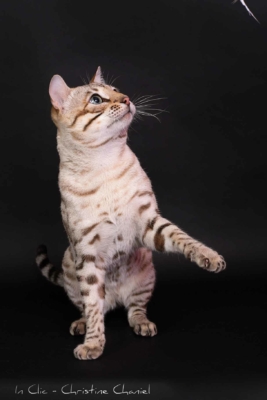 tempete du desert chat bengal mink issus de l'élevage pardus dei près de lyon lord d'un shooting photo qui joue