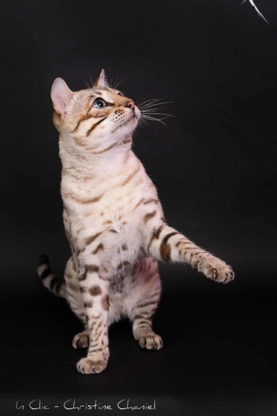 tempete du desert chat bengal mink issus de l'élevage pardus dei près de lyon lord d'un shooting photo qui joue tempete du desert chat bengal mink issus de l'élevage pardus dei près de lyon lord d'un shooting photo qui joue