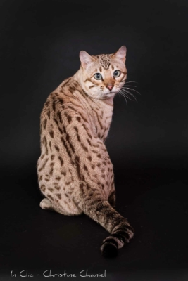 tempete du desert chat bengal mink issus de l'élevage pardus dei près de lyon lord d'un shooting photo