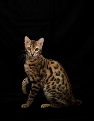 urakami chat bengal de la chatterie pardus dei lors d'un shooting photo
