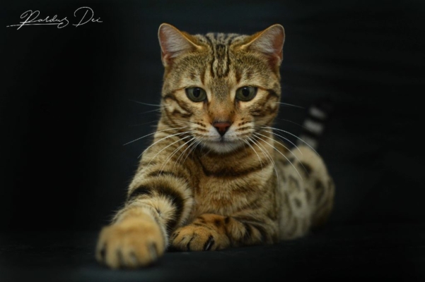 Sacrilege chat bengal femelle issus de la chatterie Pardus Dei près de Lyon sur fond noir Sacrilege chat bengal femelle issus de la chatterie Pardus Dei près de Lyon sur fond noir