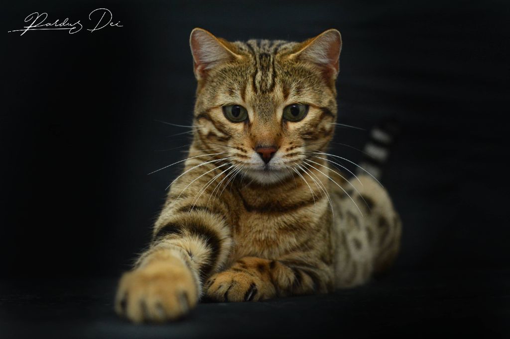 Sacrilege chat bengal femelle issus de la chatterie Pardus Dei près de Lyon sur fond noir