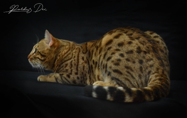 Barney Stinson, chaton Bengal Brown issus de la chatterie Pardus Dei près de Lyon a l'affut dans un studio photo noir