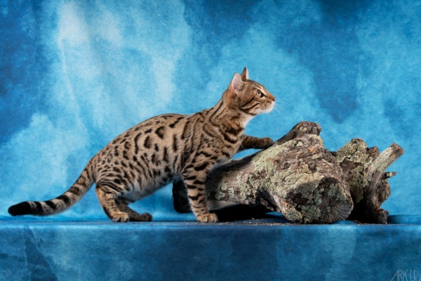 Under the sun chat bengal de l'élevage pardus dei lors d'un shooting photo à Marseille