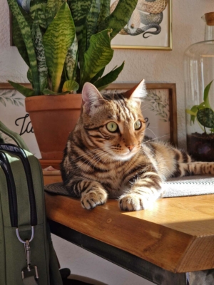 chat bengal brown marble de la chatterie pardus sur un bureau