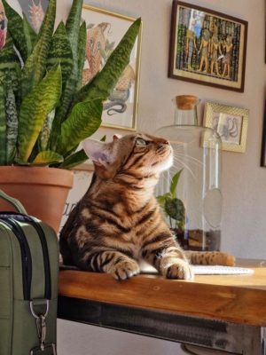 chat bengal brown marble issus de l'élevage pardus dei près de lyon, sur une table