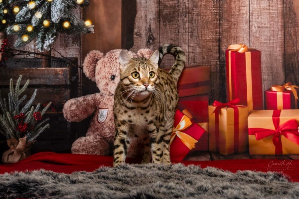 chat bengal de la chatterie pardus dei dans un décor de noel