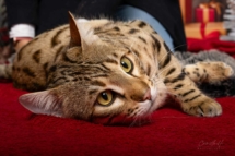 406888446_1466206463959243_3624385502026205210_n