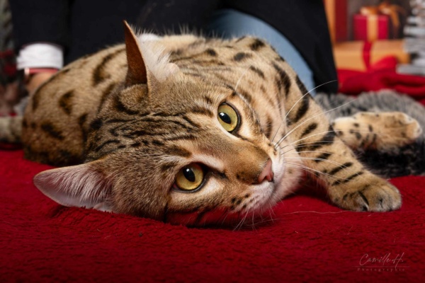 bengal brown de l'élevage pardus dei lors d'un shooting photo à lyon