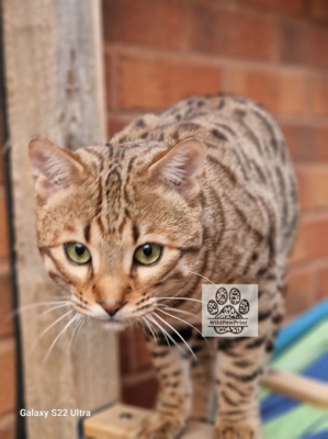 Superbe bengal expressif de la chatterie pardus dei en ardeche