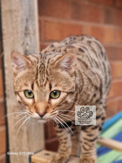 Superbe bengal expressif de la chatterie pardus dei en ardeche Superbe bengal expressif de la chatterie pardus dei en ardeche