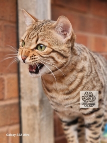 ullla qui miaule, chat bengal de l'élevage pardus dei
