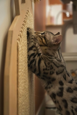 chat bengal silver de l'élevage pardus dei