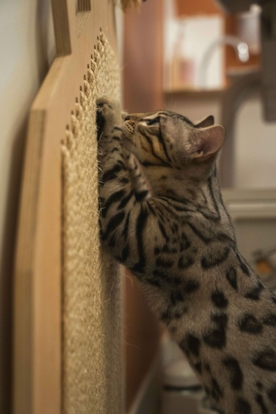 chat bengal silver de l'élevage pardus dei chat bengal silver de l'élevage pardus dei
