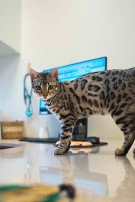 chat bengal silver de l'élevage pardus dei