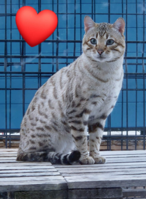 Tempête du Désert, superbe bengal snow mink de l'élevage pardus dei