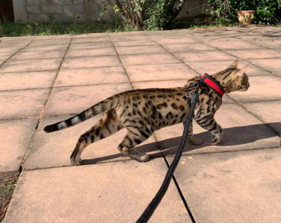 Avgero bengal brown de la chatterie Pardus Dei en promenade Avgero bengal brown de la chatterie Pardus Dei en promenade