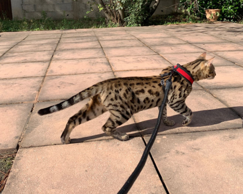 Avgero bengal brown de la chatterie Pardus Dei en promenade