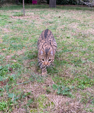 chat bengal brown issus de la chatterie pardus dei près de lyon qui se promène dans l'herbe chat bengal brown issus de la chatterie pardus dei près de lyon qui se promène dans l'herbe