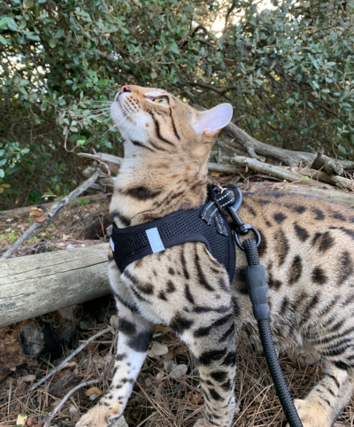 Chat bengal brown avgero de la chatterie pardus dei en promenade Chat bengal brown avgero de la chatterie pardus dei en promenade de profil