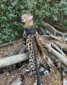 Chat bengal brown avgero de la chatterie pardus dei en promenade