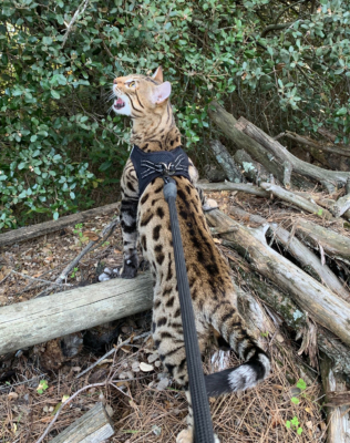 Chat bengal brown avgero de la chatterie pardus dei en promenade
