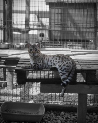 tempete du desert chat bengal male snow mink issus de la chatterie pardus dei près de lyon en extérieur
