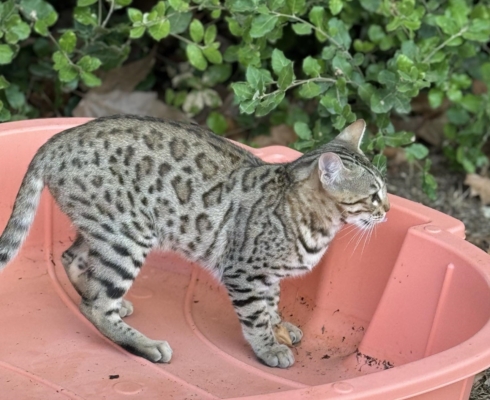chat bengal brown de la chatterie pardus dei dans une piscine