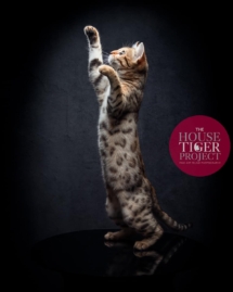 wild side chat bengal brown de l'élevage pardus dei