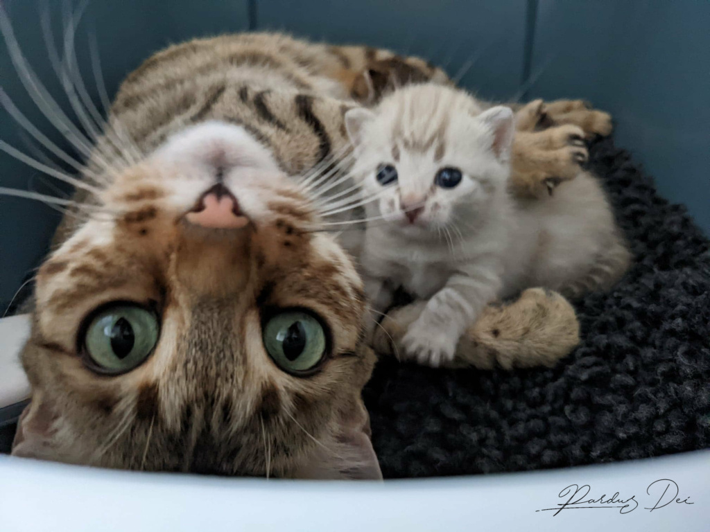 Neverglade chat bengal femelle issus de la chatterie Pardus Dei près de Lyon avec son chaton bengal snow