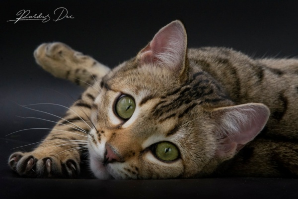 So wild chat bengal femelle issus de la chatterie Pardus Dei près de Lyon dans un studio photo sur fond noir de face couché So wild chat bengal femelle issus de la chatterie Pardus Dei près de Lyon dans un studio photo sur fond noir de face couché