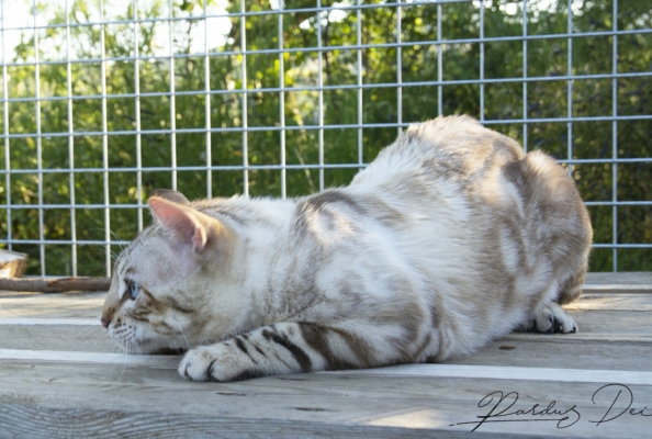Robocop chat bengal mâle issus de la chatterie Pardus Dei près de Lyon en extérieur vu de côté Un chat allongé sur le bois.