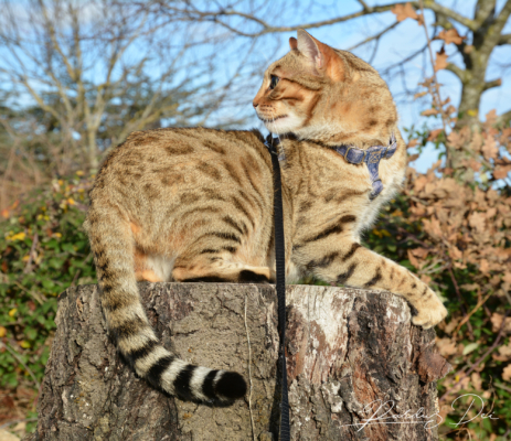 Neverglade chat bengal femelle issus de la chatterie Pardus Dei près de Lyon sur un rondin couché Neverglade chat bengal femelle issus de la chatterie Pardus Dei près de Lyon sur un rondin couché