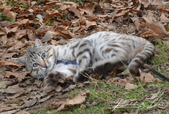 Prince of Desert chat bengal mâle issus de la chatterie Pardus Dei près de Lyon dans un bois qui roule sur le dos Prince of Desert chat bengal mâle issus de la chatterie Pardus Dei près de Lyon dans un bois qui roule sur le dos
