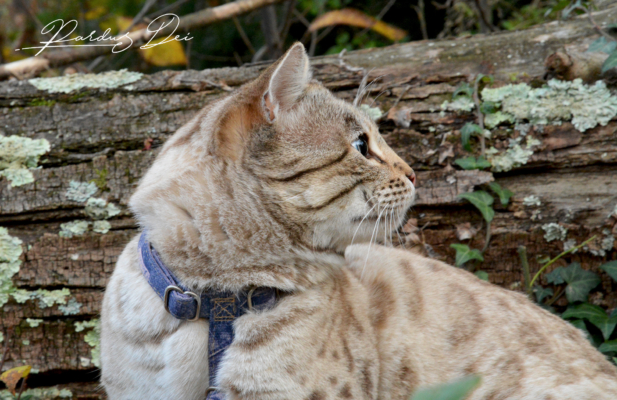 Prince of Desert chat bengal mâle issus de la chatterie Pardus Dei près de Lyon dans un bois de profil devant un tronc d'arbre Prince of Desert chat bengal mâle issus de la chatterie Pardus Dei près de Lyon dans un bois de profil devant un tronc d'arbre