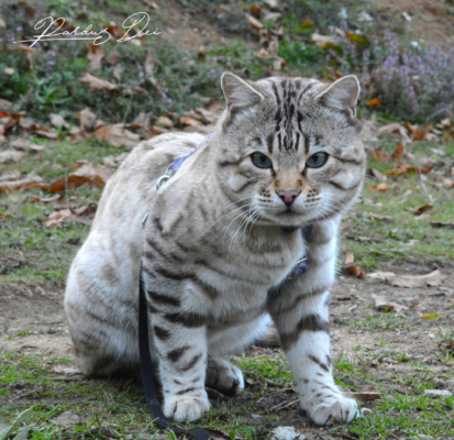 Prince of Desert chat bengal mâle issus de la chatterie Pardus Dei près de Lyon sur un chemin assis Prince of Desert chat bengal mâle issus de la chatterie Pardus Dei près de Lyon sur un chemin assis