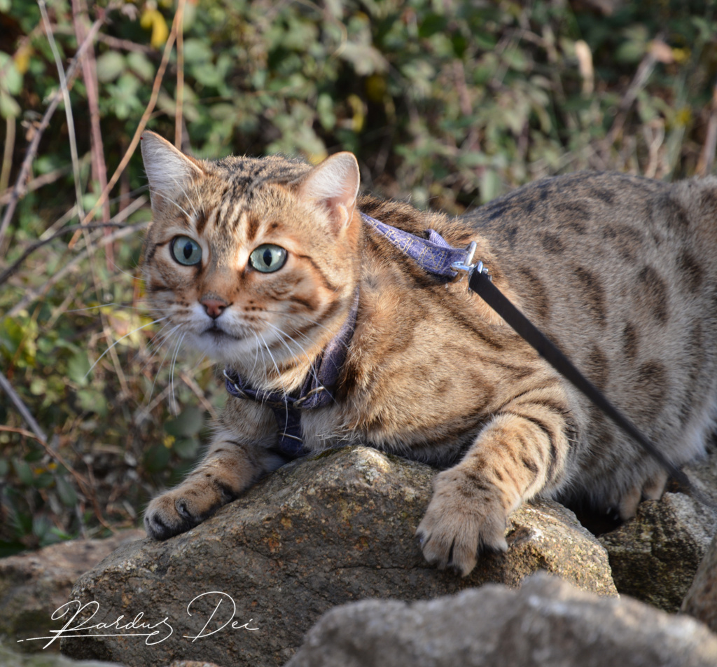 Neverglade chat bengal femelle issus de la chatterie Pardus Dei près de Lyon sur un rocher