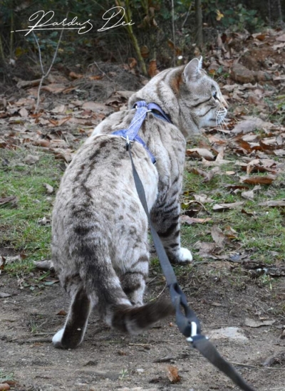 Prince of Desert chat bengal mâle issus de la chatterie Pardus Dei près de Lyon dans un bois vu de dos Prince of Desert chat bengal mâle issus de la chatterie Pardus Dei près de Lyon dans un bois vu de dos